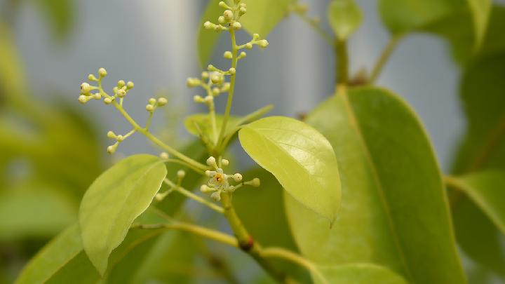 寒露节气期间摄生需求留意什么？